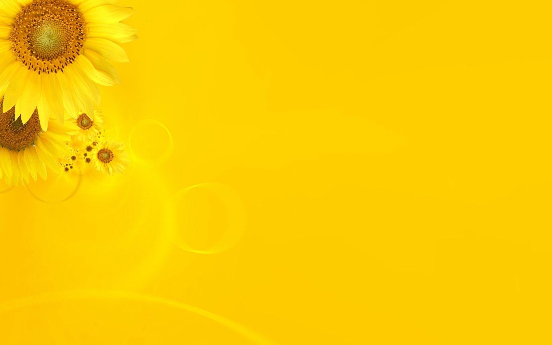 Minimalist Sunflower Desktop Wallpaper