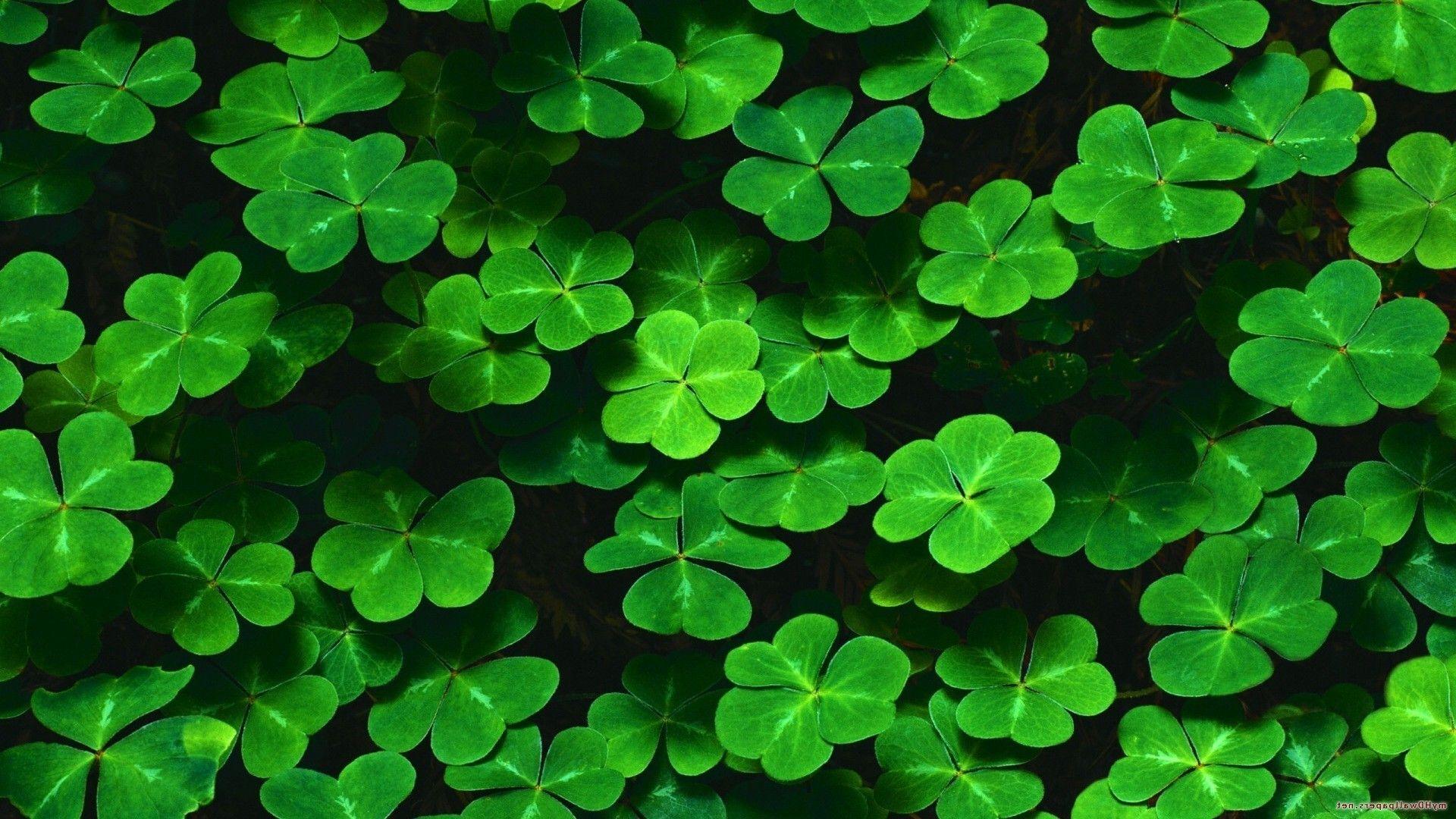 1920x1080 Leaf Clover Wallpaper