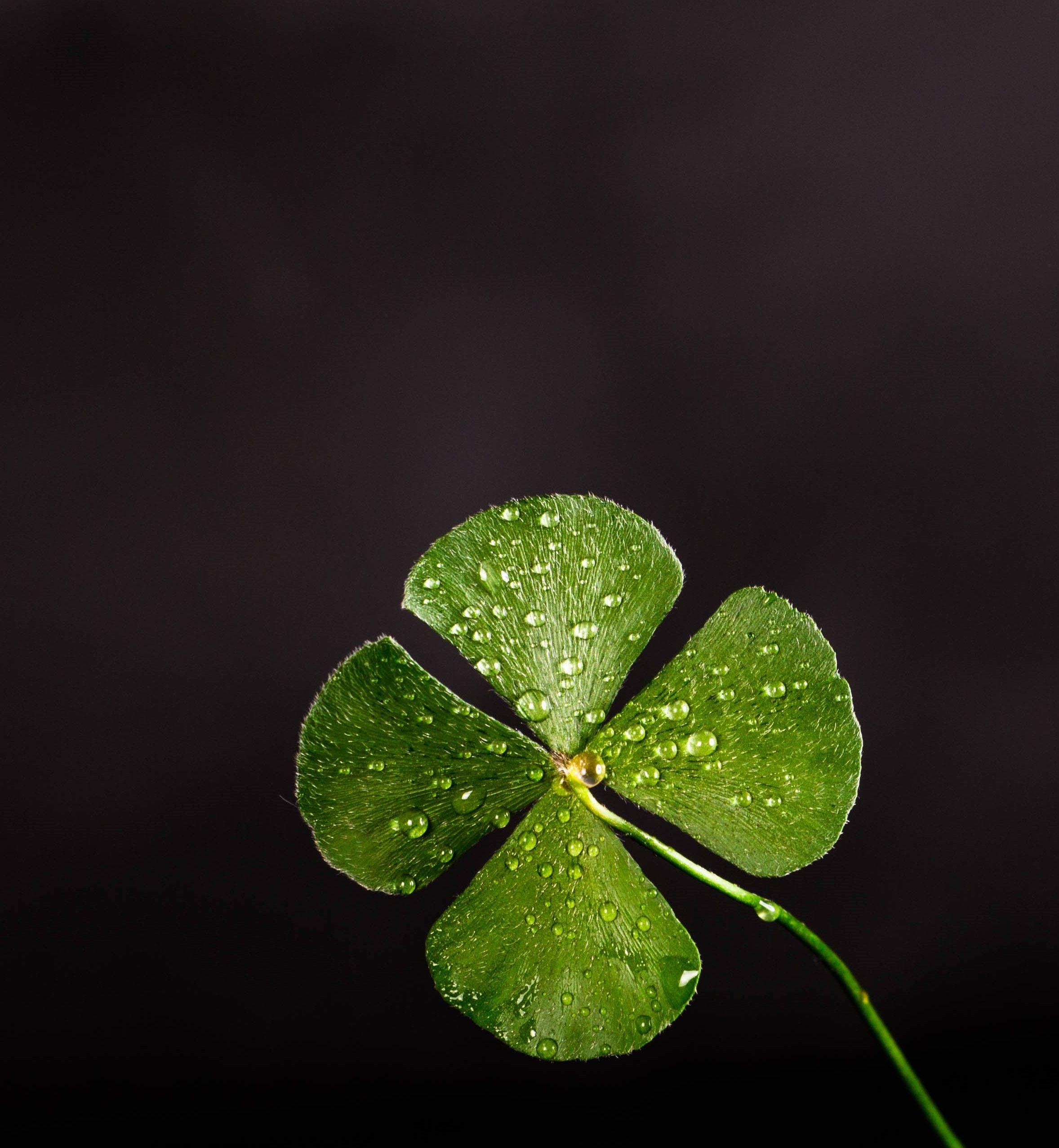 2356x2554 Shallow Focus Photography Of Four Leaf Clover · Free