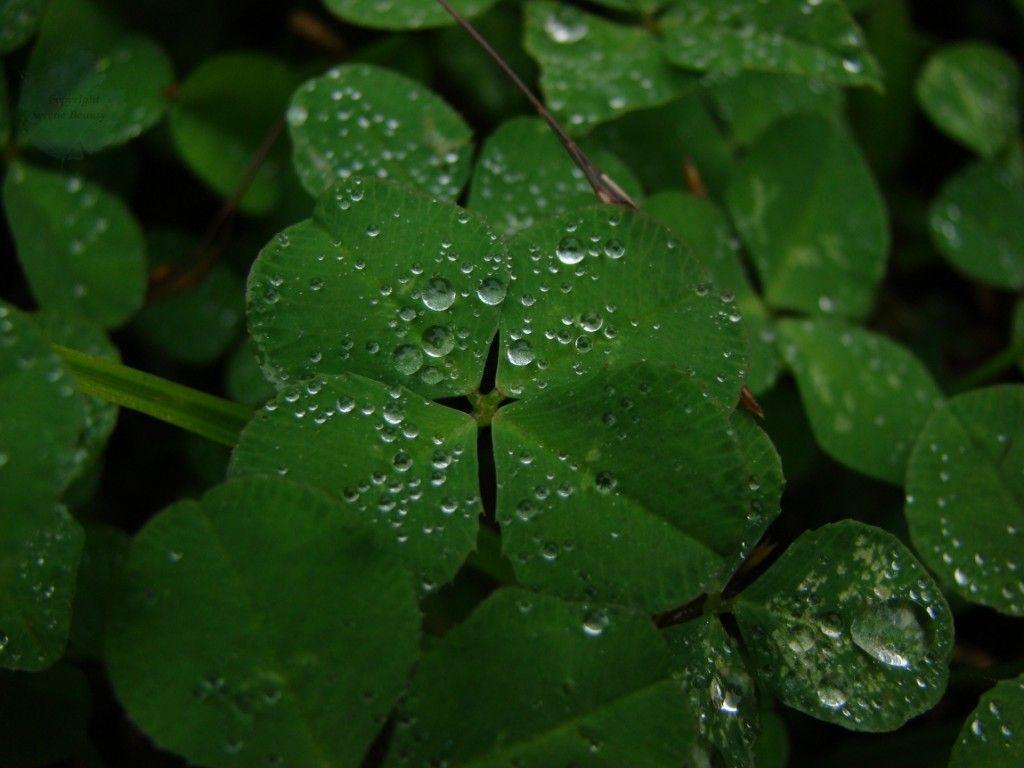 1024x768 Free download Four Leaf Clover Wallpaper wallpaper wallpaper HD background [1024x768] for your Desktop, Mobile & Tablet. Explore 4 Leaf Clover Wallpaper. Clovers Wallpaper