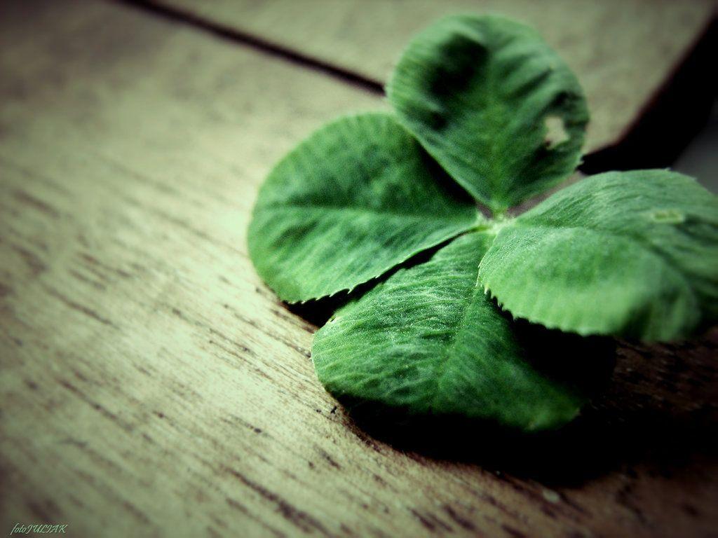 1024x768 Four Leaf Clover Picture Free Download