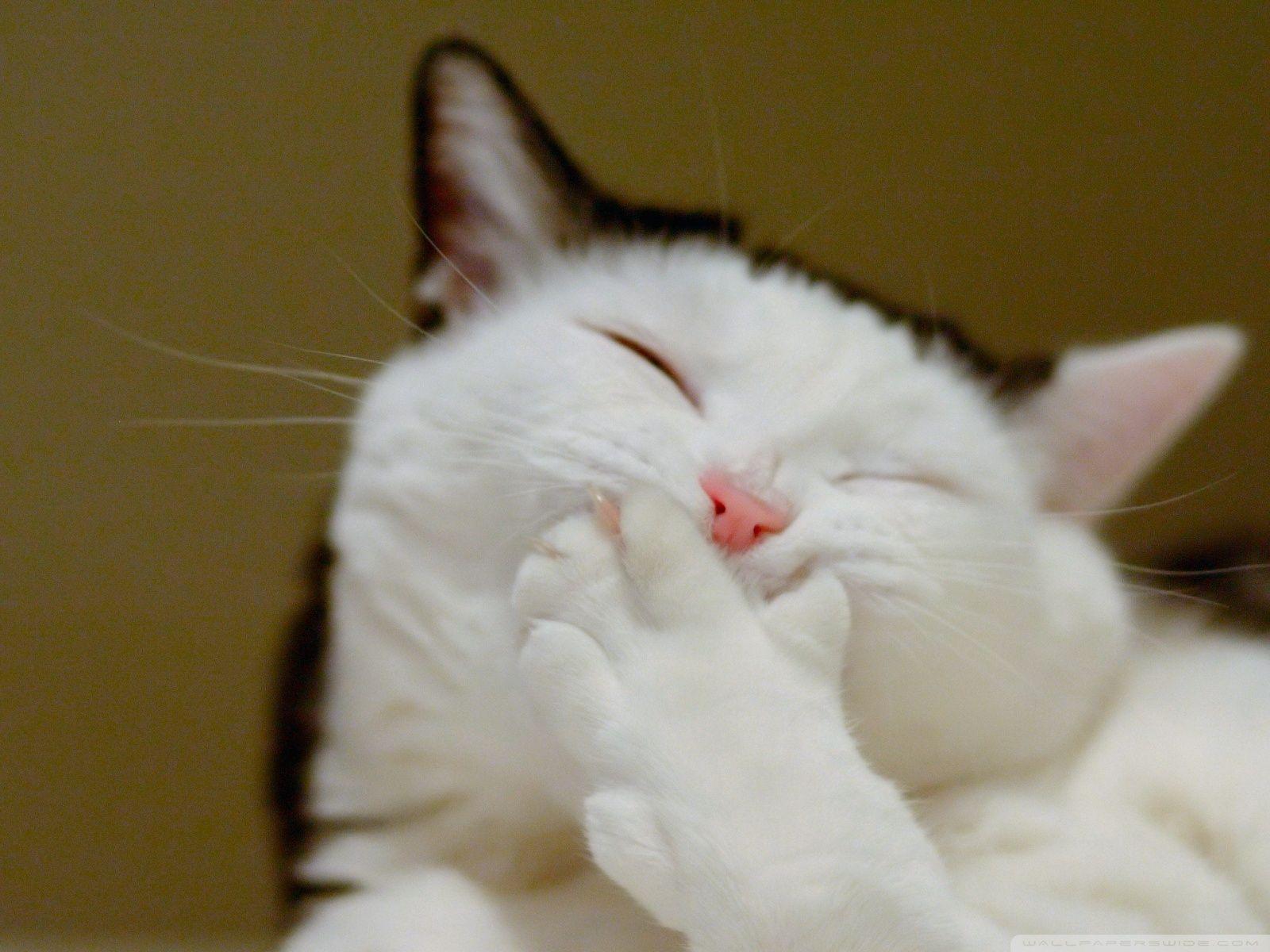 1600x1200 naughty cat wallpaper. Katzen Cat. Cat wallpaper, Image of cute