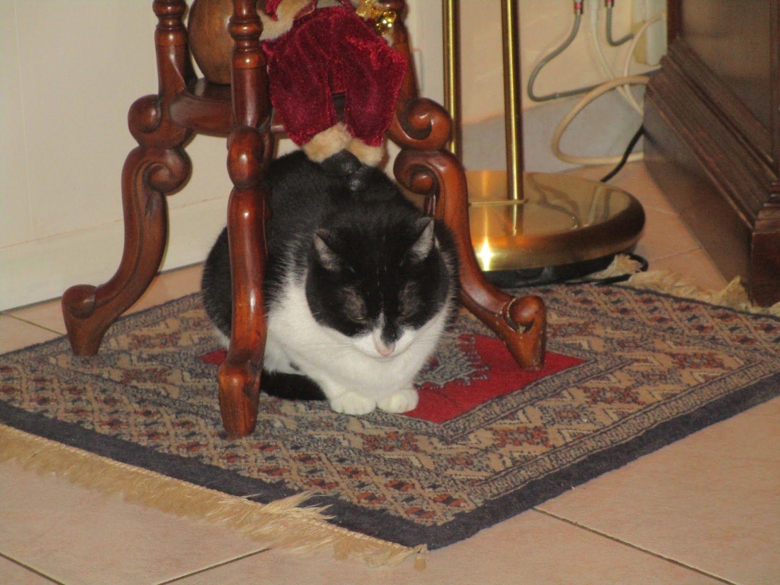 1600x1200 MY CATS AND FUNNY STORIES: CAT NEWS NEW YEAR