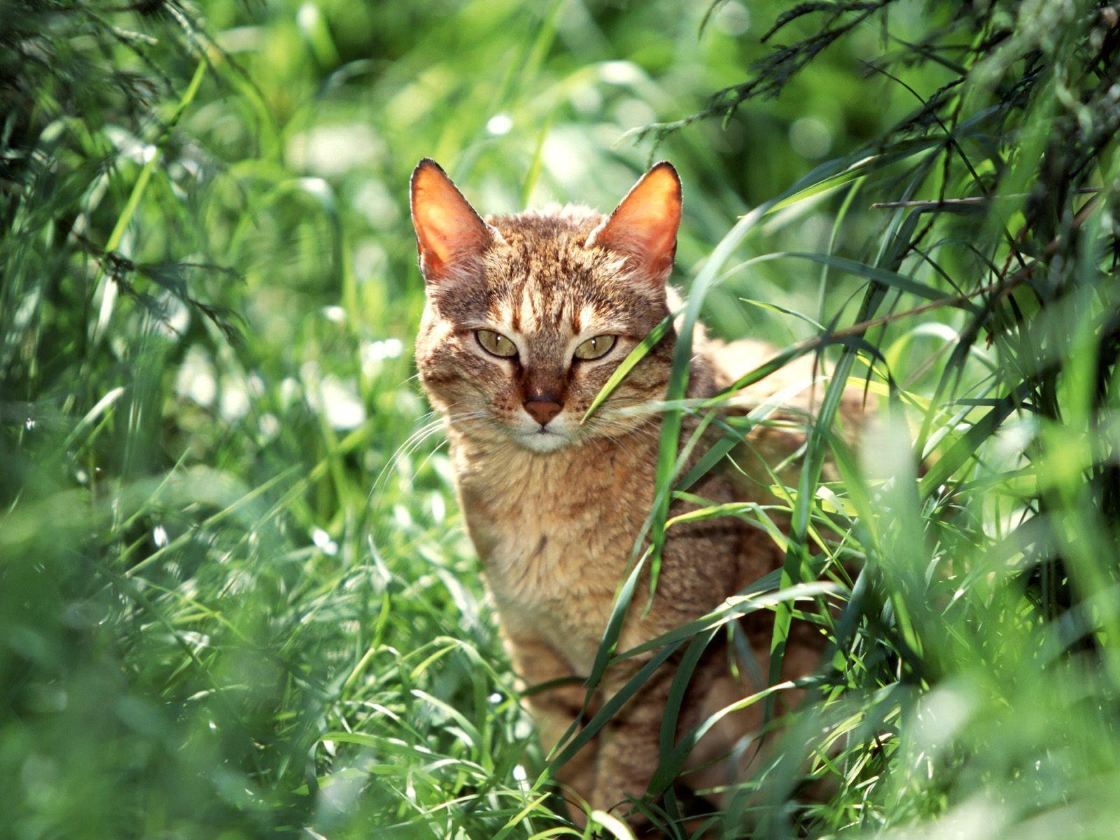 1600x1200 Innocent Cute Cats High Resolution Wallpaper