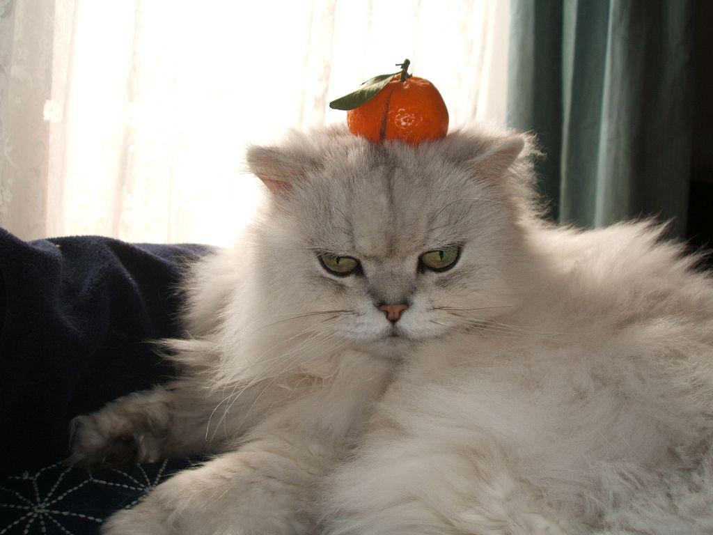 1024x768 Our Cat Like Special New Year's Rice Cakes Called Kagami M