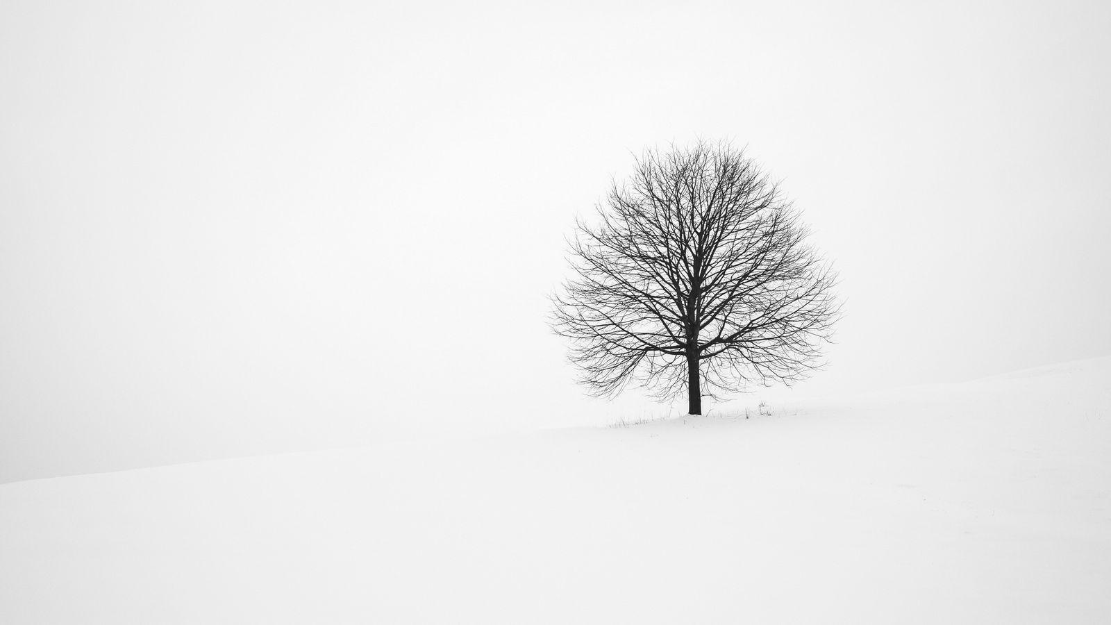 1600x900 Tree Winter Snow Minimal HD Wallpaper