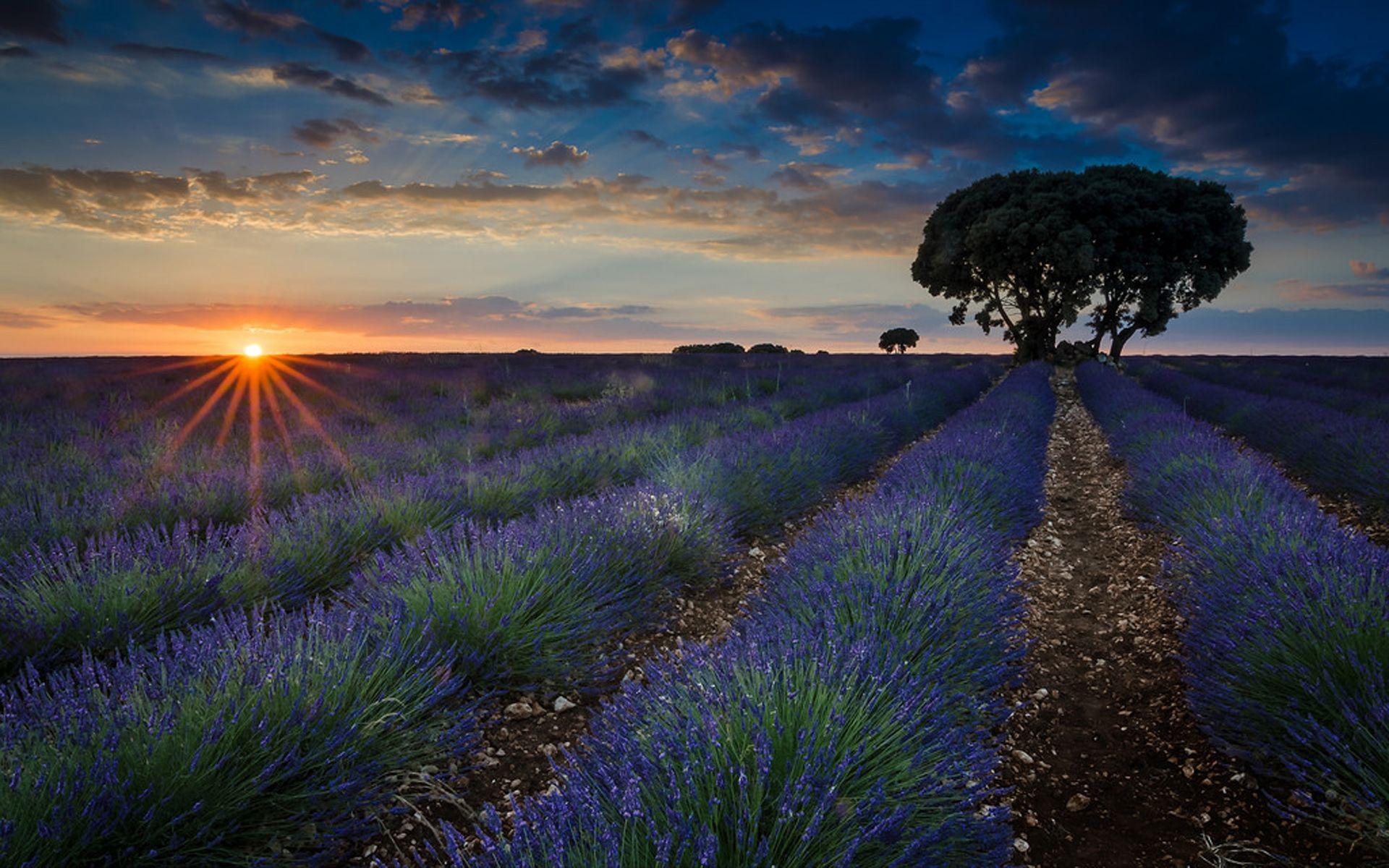 1920x1200 Sunset Fields With Lavender Brihuega Guadalajara Province, Spain Wallpaper For Deskx1200 :