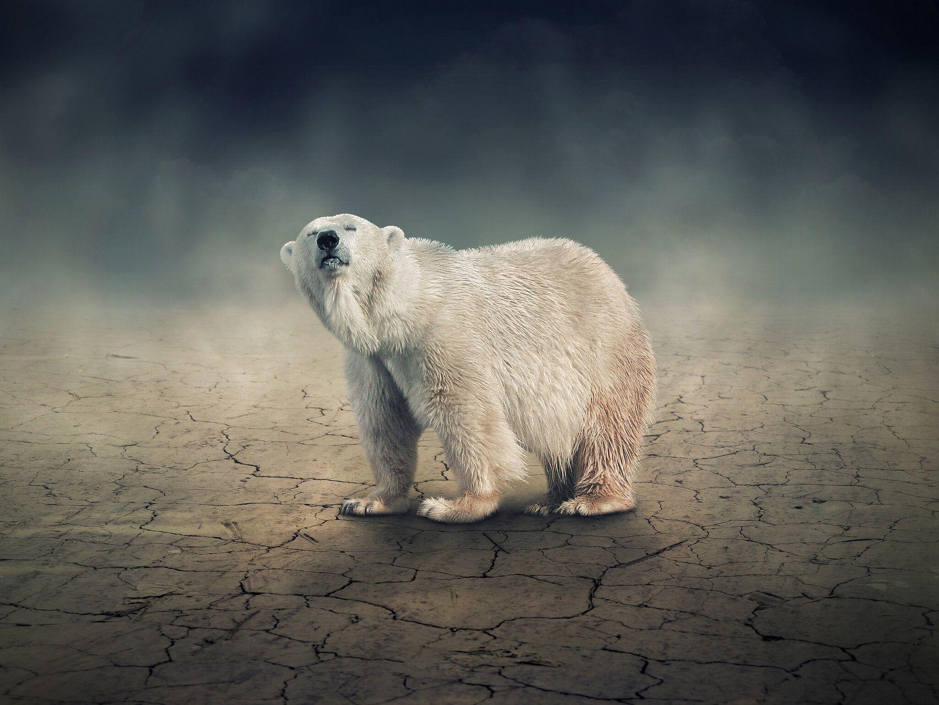 1920x1441 Polar Bear Background for Computer. Christmas Background Polar Express, Polar Bear Wallpaper and Polar Crash Bandicoot Wallpaper