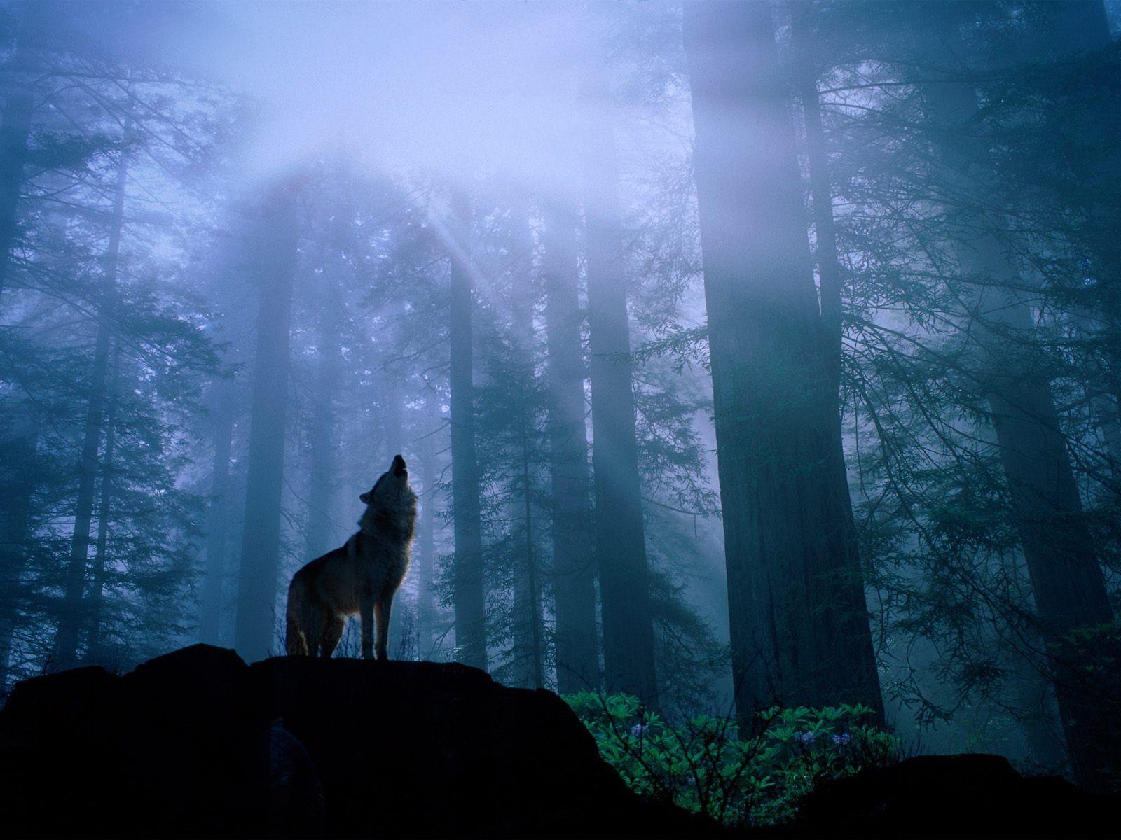1600x1200 Warming Up for the Night s Howl Wallpaper Wolves Animals Wallpaper in jpg format for free download