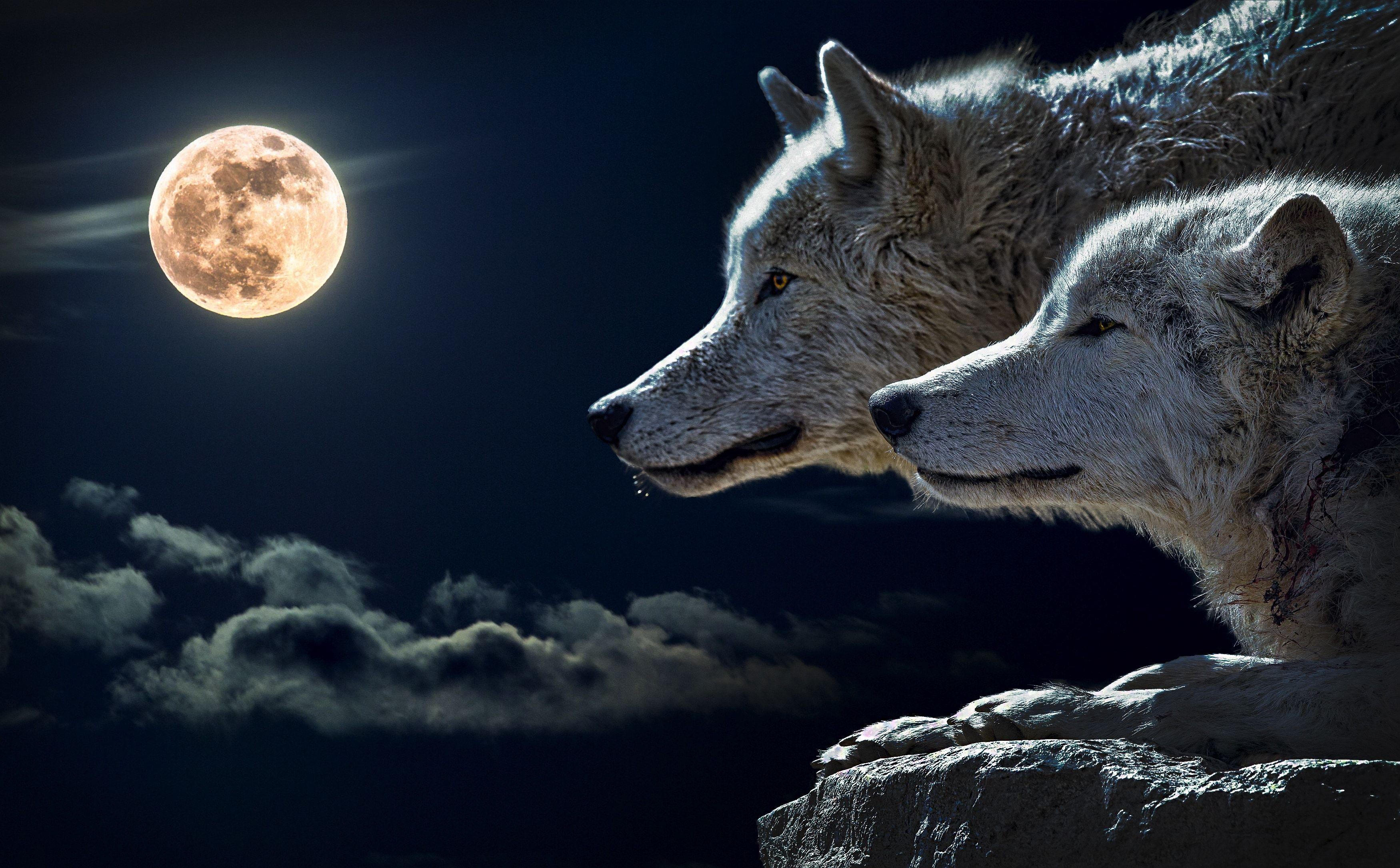 3500x2171 You Know That Charming Little Story About the Two Wolves? It's a Lie. by Linda Caroll. CROSSIN(G)ENRES