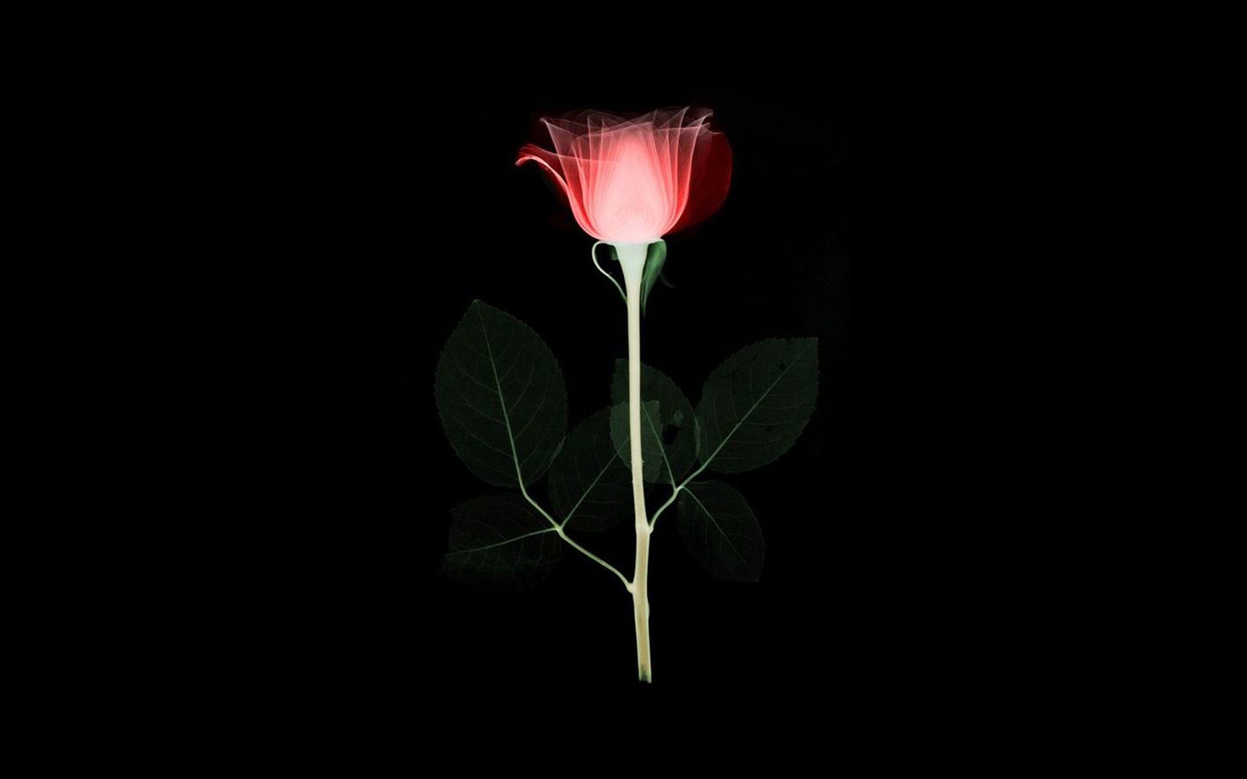 2560x1600 Flower Xray Simple Minimal Red Rose Dark Art Illustration Wallpaper