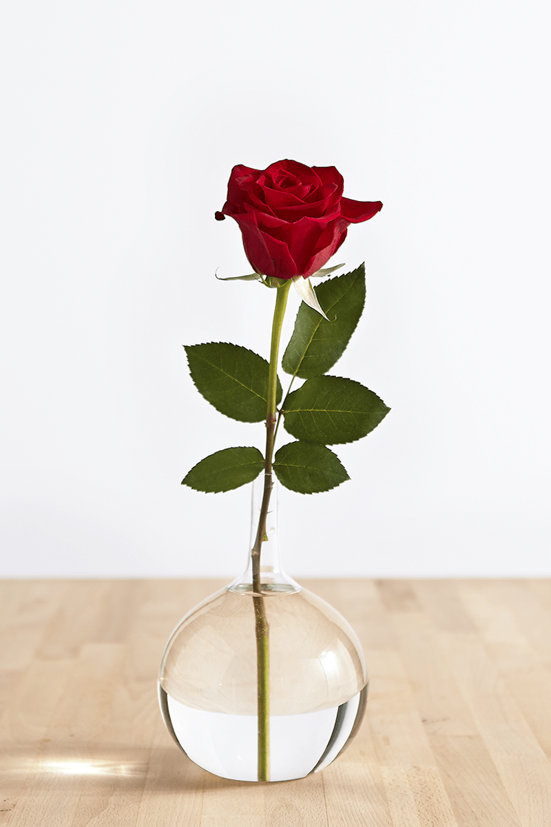 800x1200 For The Love of Public Art Red Rose