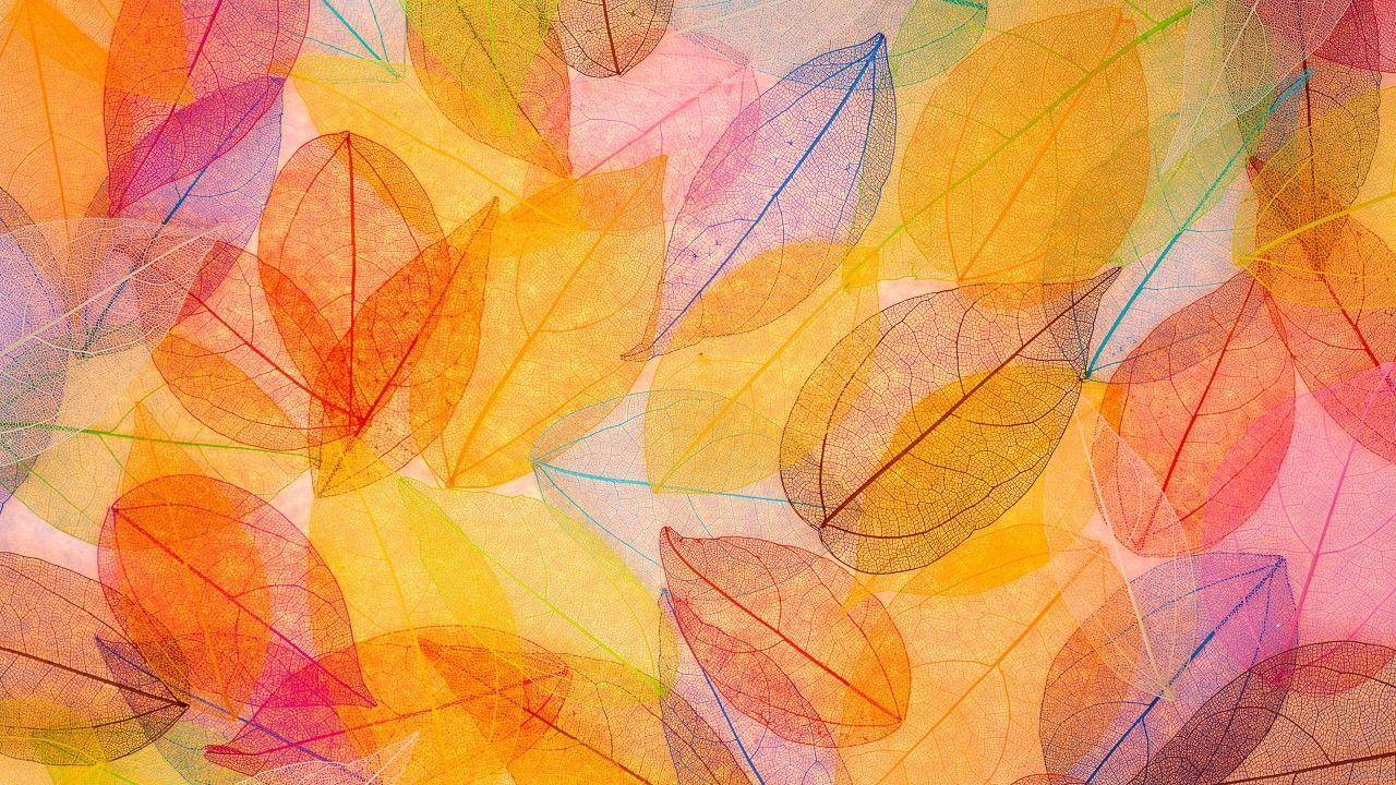 1280x720 Wallpaper Autumn leaves, HD, 4K, Nature / Editor's Picks,. Wallpaper for iPhone, Android, Mobile and Desktop