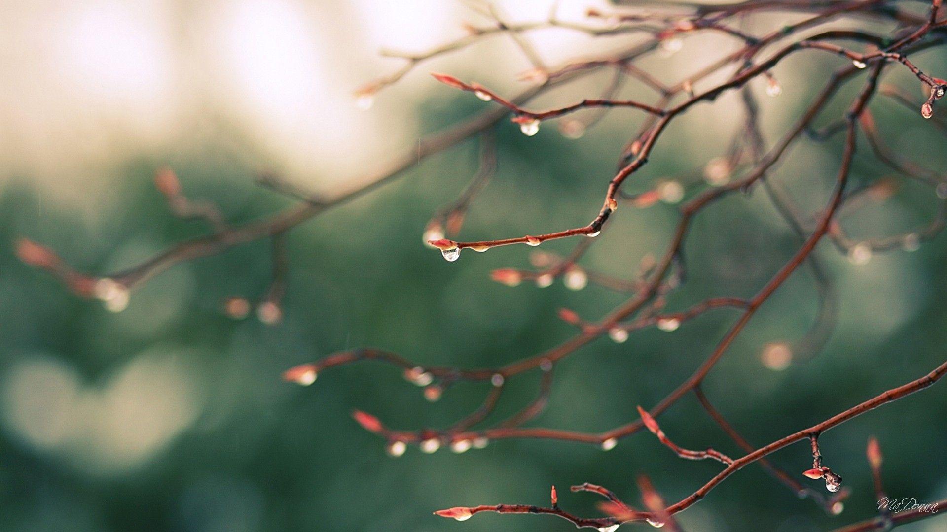 1920x1080 Rain Wallpaper