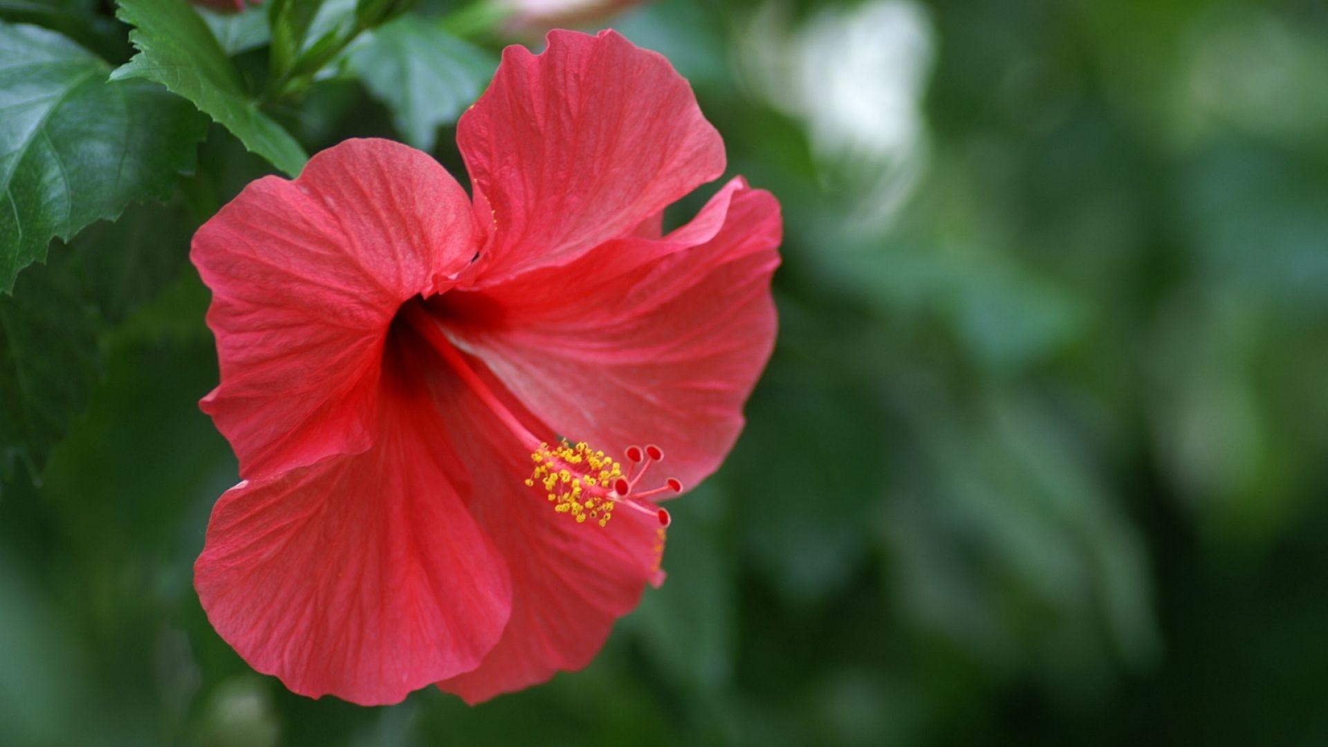 1920x1080 Download Wallpaper 1920x1080 hibiscus, chinese rose, red Full HD 1080p HD Background