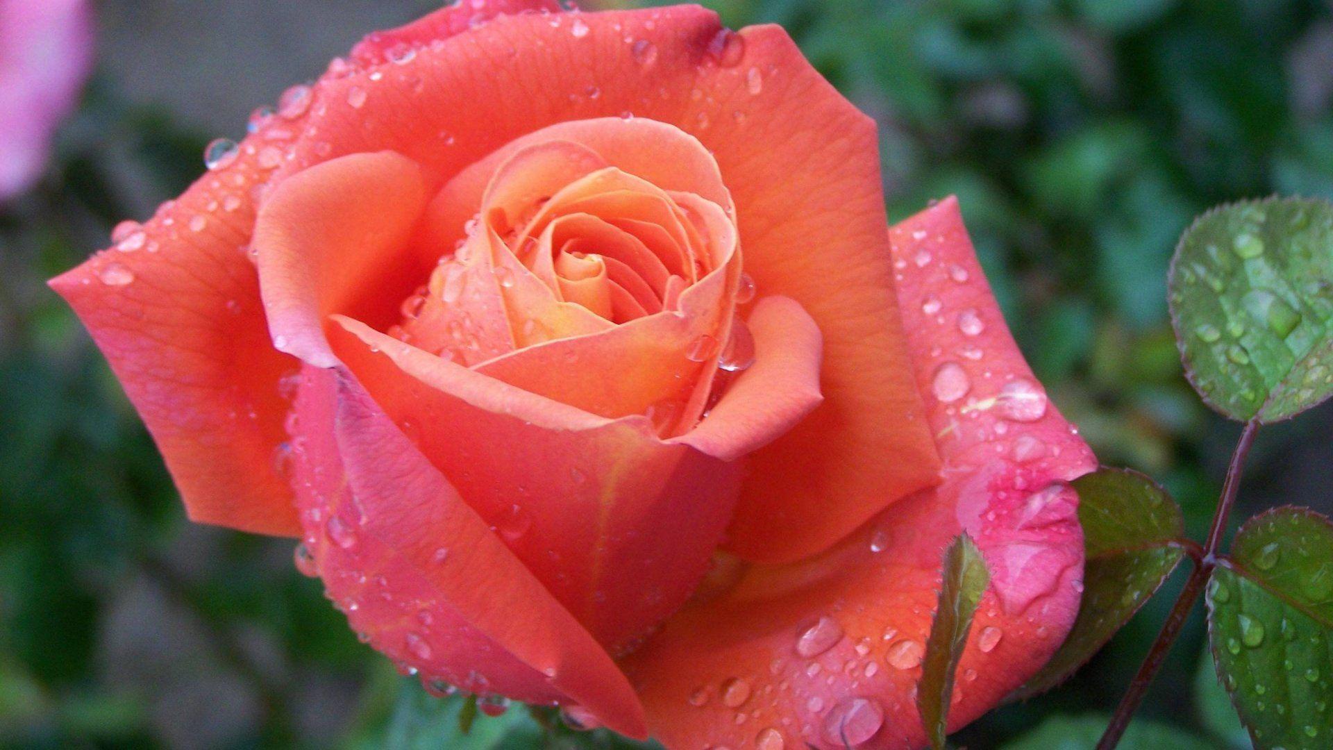 1920x1080 Yellow Chinese Rose Flower HD Wallpaper Free Download