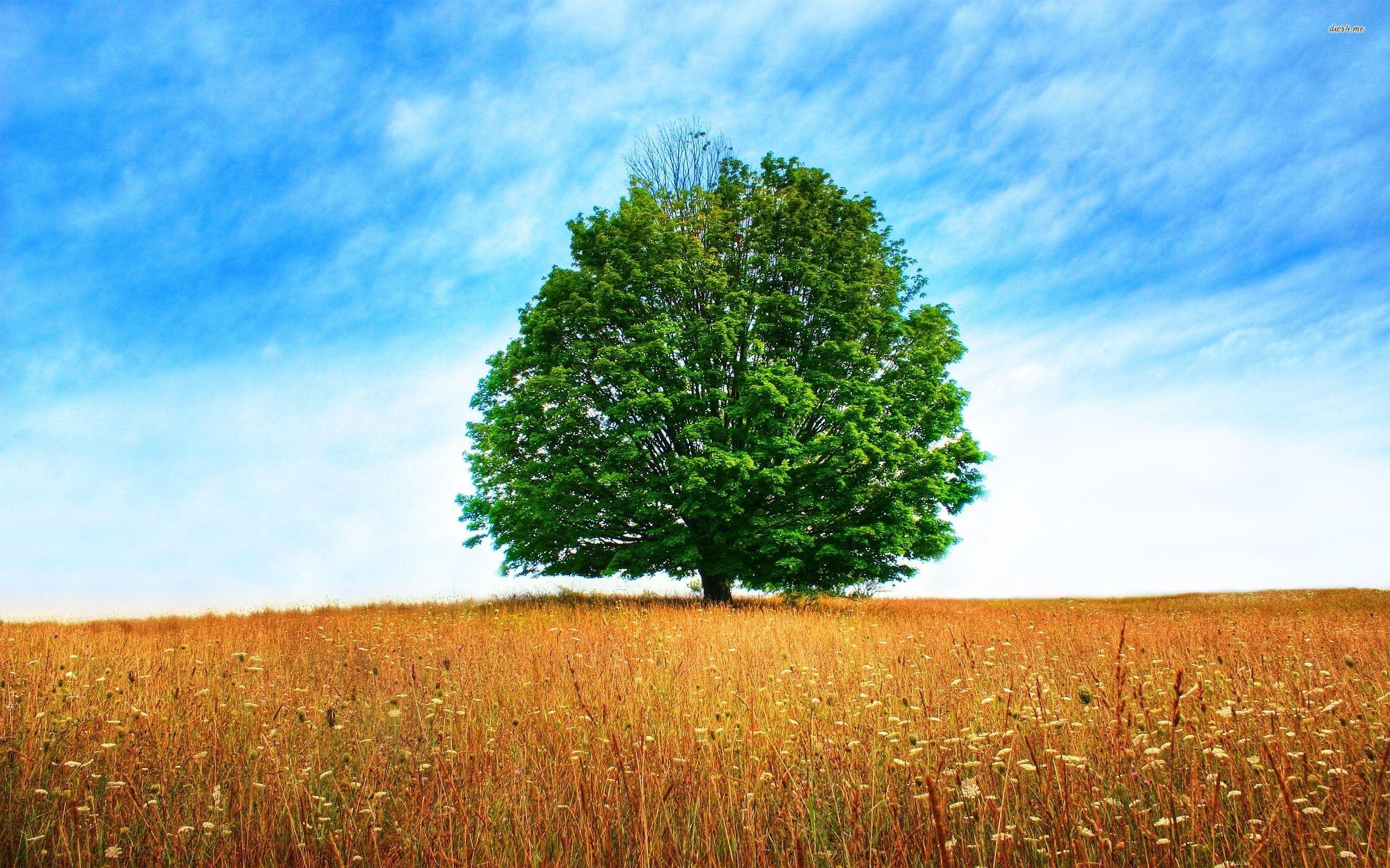 2560x1600 Oak Tree wallpaperx1600