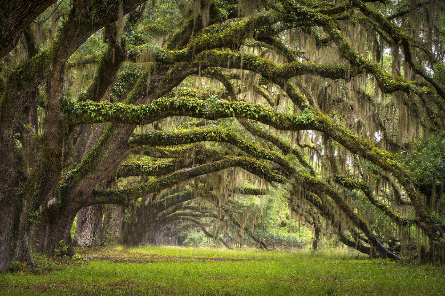 1500x997 wallpaper, oak, tree, nature, wood, self, adhesive, vinyl, art, pine, morning, forest