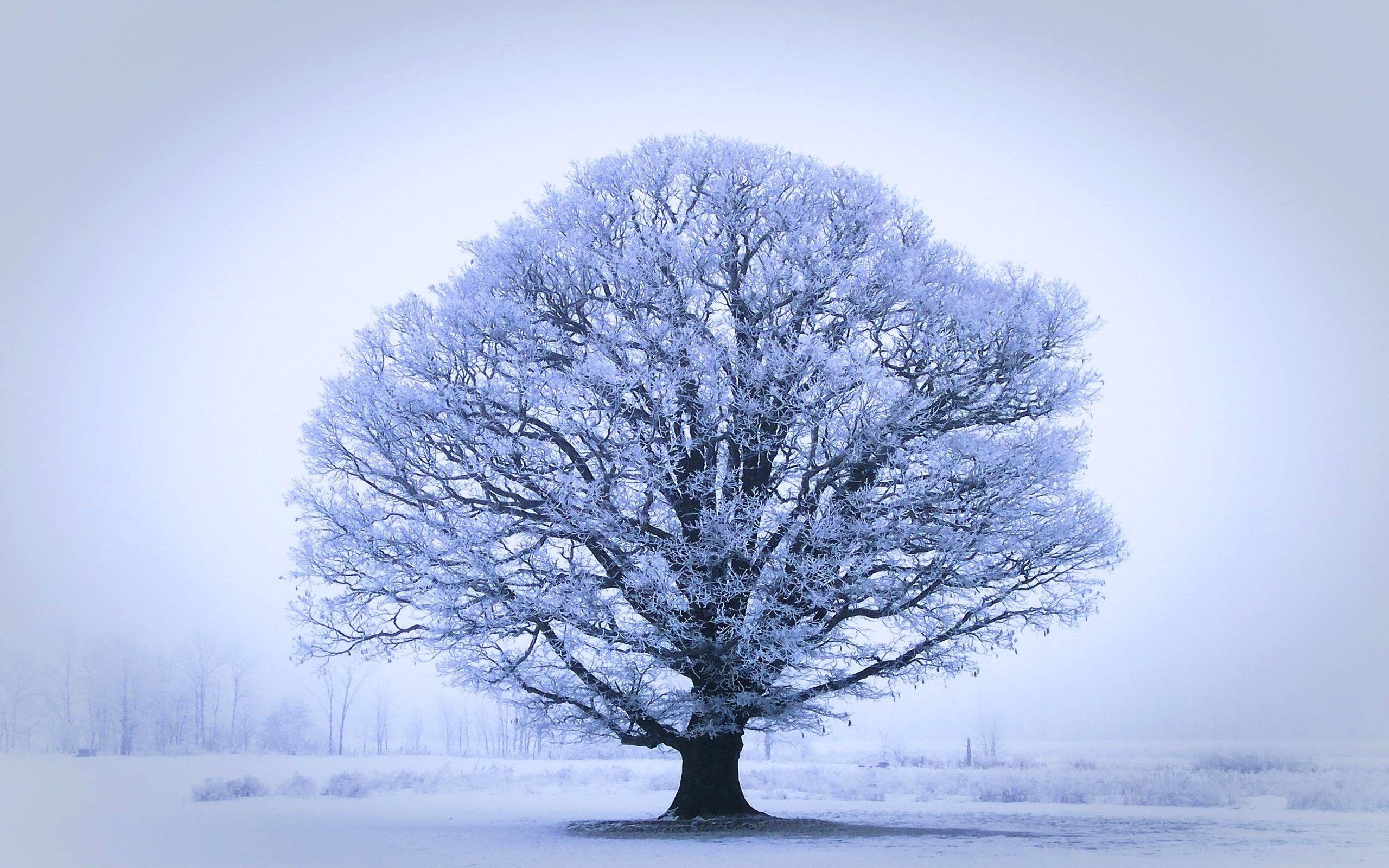 2560x1600 Oak Tree Wallpaper