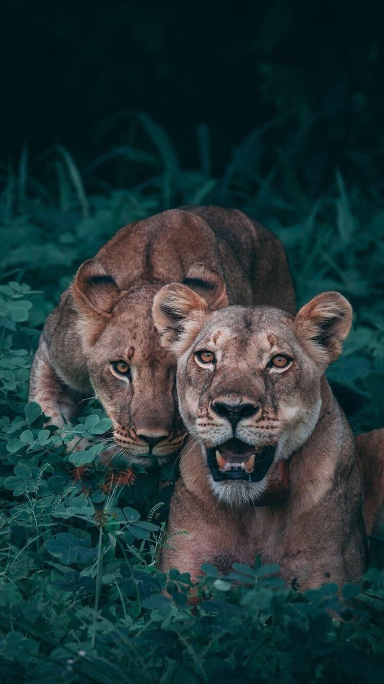 Iphone Lion And Lioness Love lion love HD phone wallpaper  Pxfuel