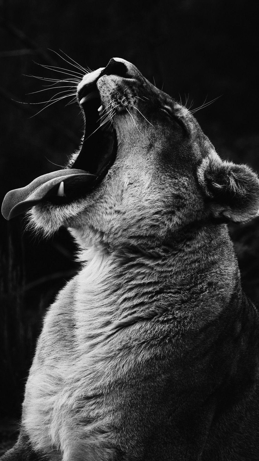 1080x1920 Download 1080x1920 Lioness, Yawn, Profile View, Monochrome, Predator Wallpaper for iPhone iPhone 7 Plus, iPhone 6+, Sony Xperia Z, HTC One