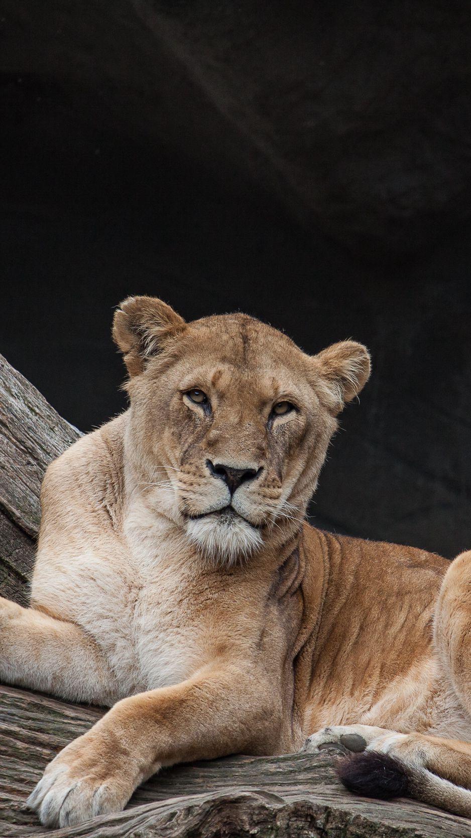 938x1668 Download Wallpaper 938x1668 Lioness, Lion, Predator, Lies Iphone 8 7 6s 6 For Parallax HD Background