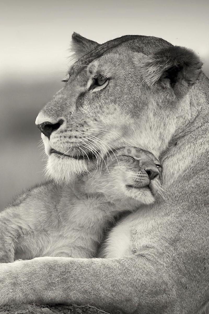 800x1200 Download Wallpaper 800x1200 Lioness, Lion, White, Animal, Family Iphone 4s 4 For Parallax HD Background