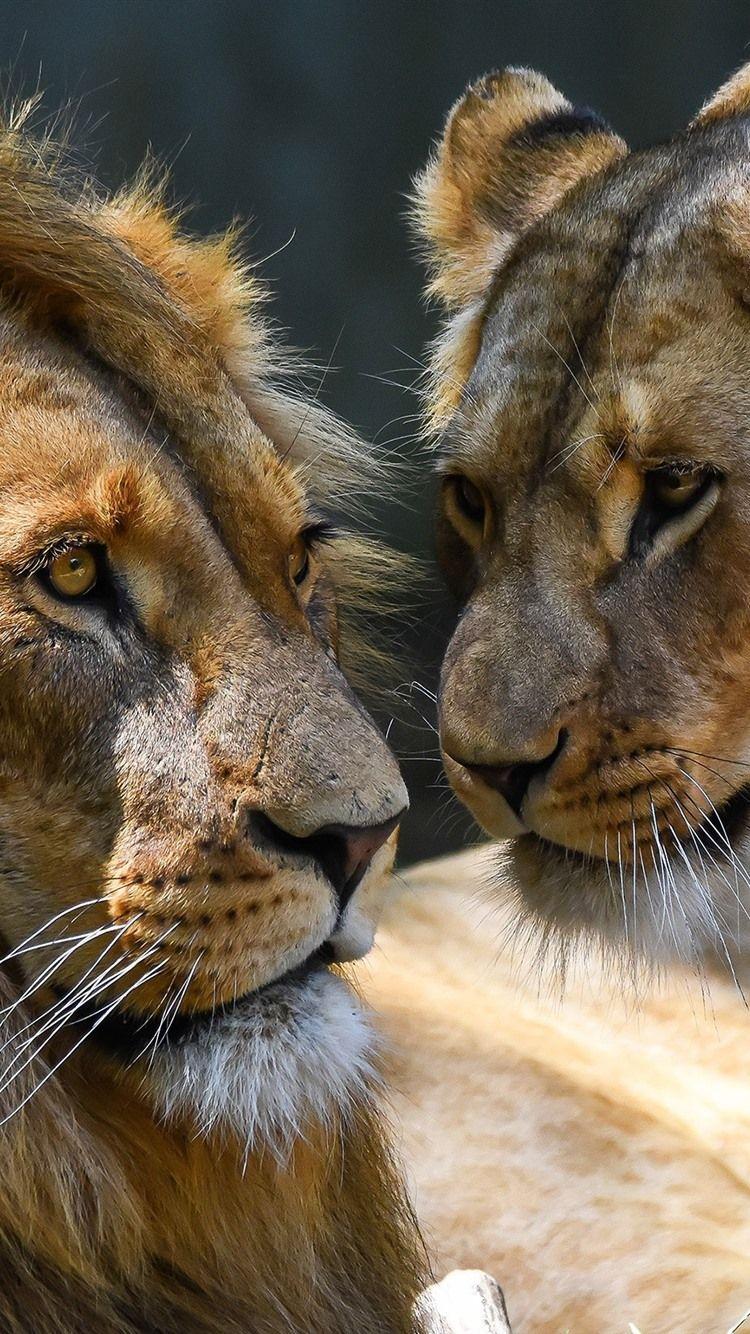 750x1334 Love, Lion And Lioness 750x1334 IPhone 8 7 6 6S Wallpaper, Background, Picture, Image