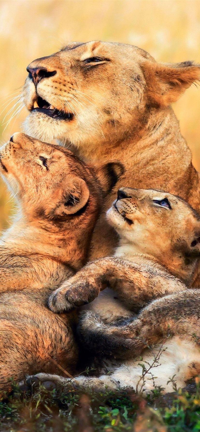 828x1792 Lions, Lioness, Cubs, Africa 1080x1920 IPhone 8 7 6 6S Plus Wallpaper, Background, Picture, Image