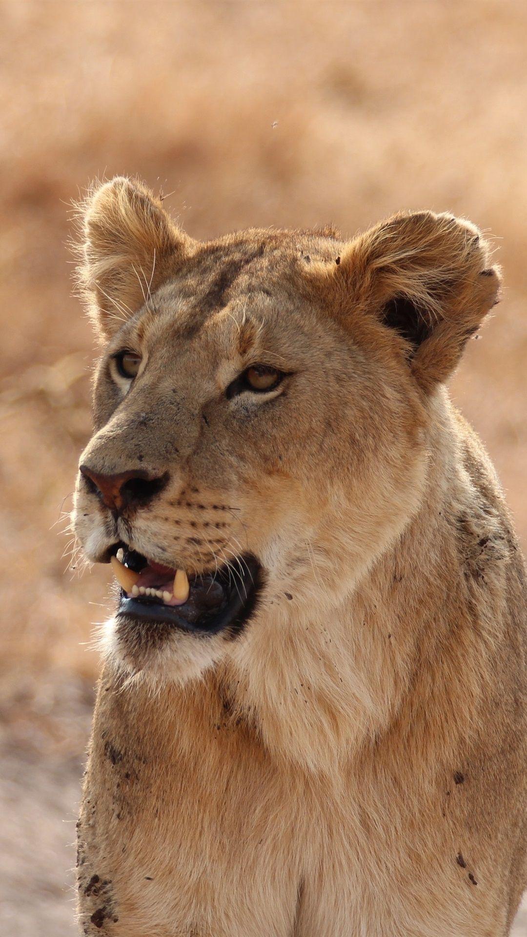 1080x1920 Lioness, Predator, Look 1080x1920 IPhone 8 7 6 6S Plus Wallpaper, Background, Picture, Image
