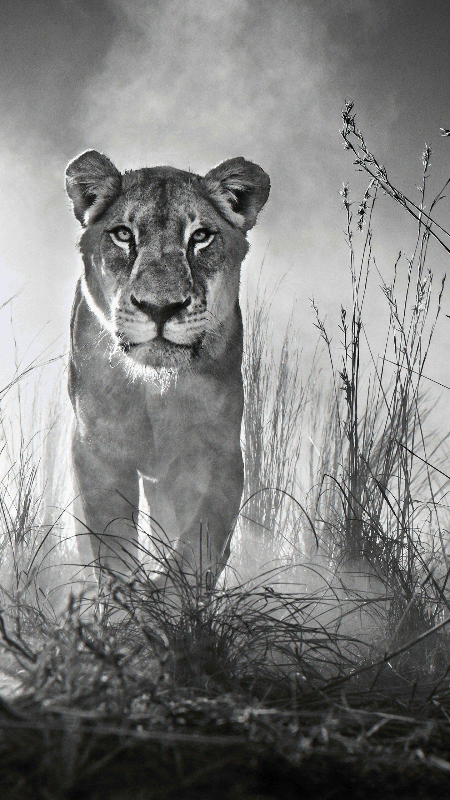 Lioness iPhone Wallpapers Top Free Lioness iPhone Backgrounds