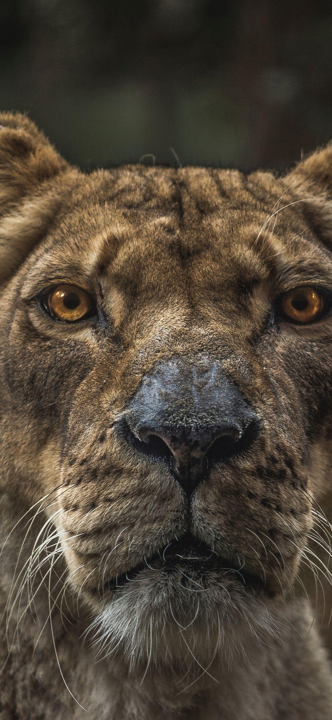 1125x2436 Lioness Macro 5k iPhone XS, iPhone iPhone X HD 4k Wallpaper, Image, Background, Photo and Picture