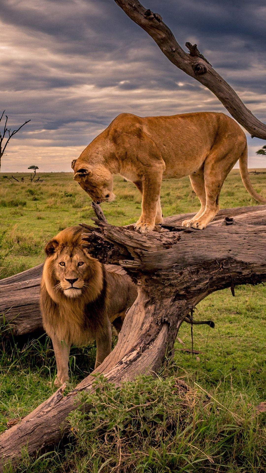 1080x1920 Wallpaper Lion and lioness, Africa, wildlife 3840x2160 UHD 4K Picture, Image