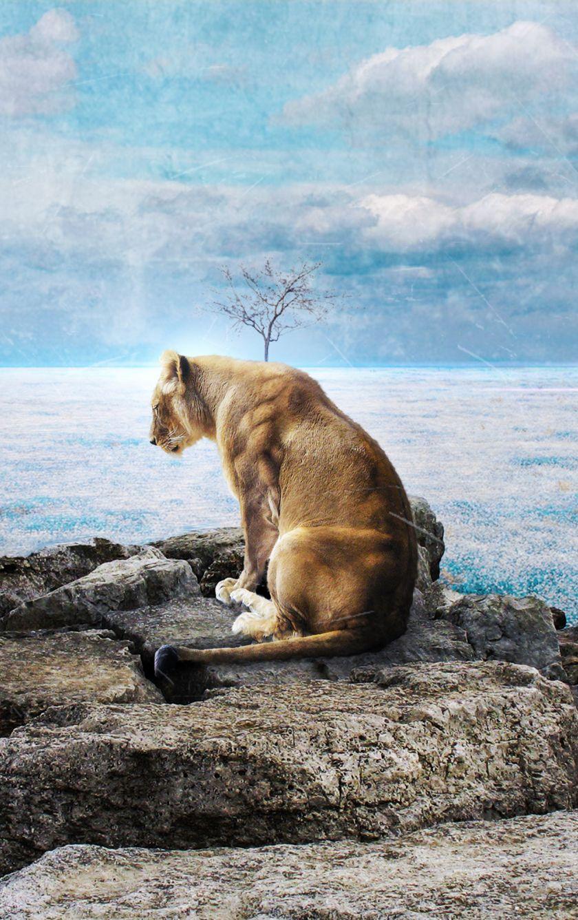 840x1336 Download 840x1336 wallpaper last, lioness, wild, predator, at coast, iphone iphone 5s, iphone 5c, ipod touch, 840x1336 HD image, background, 7912