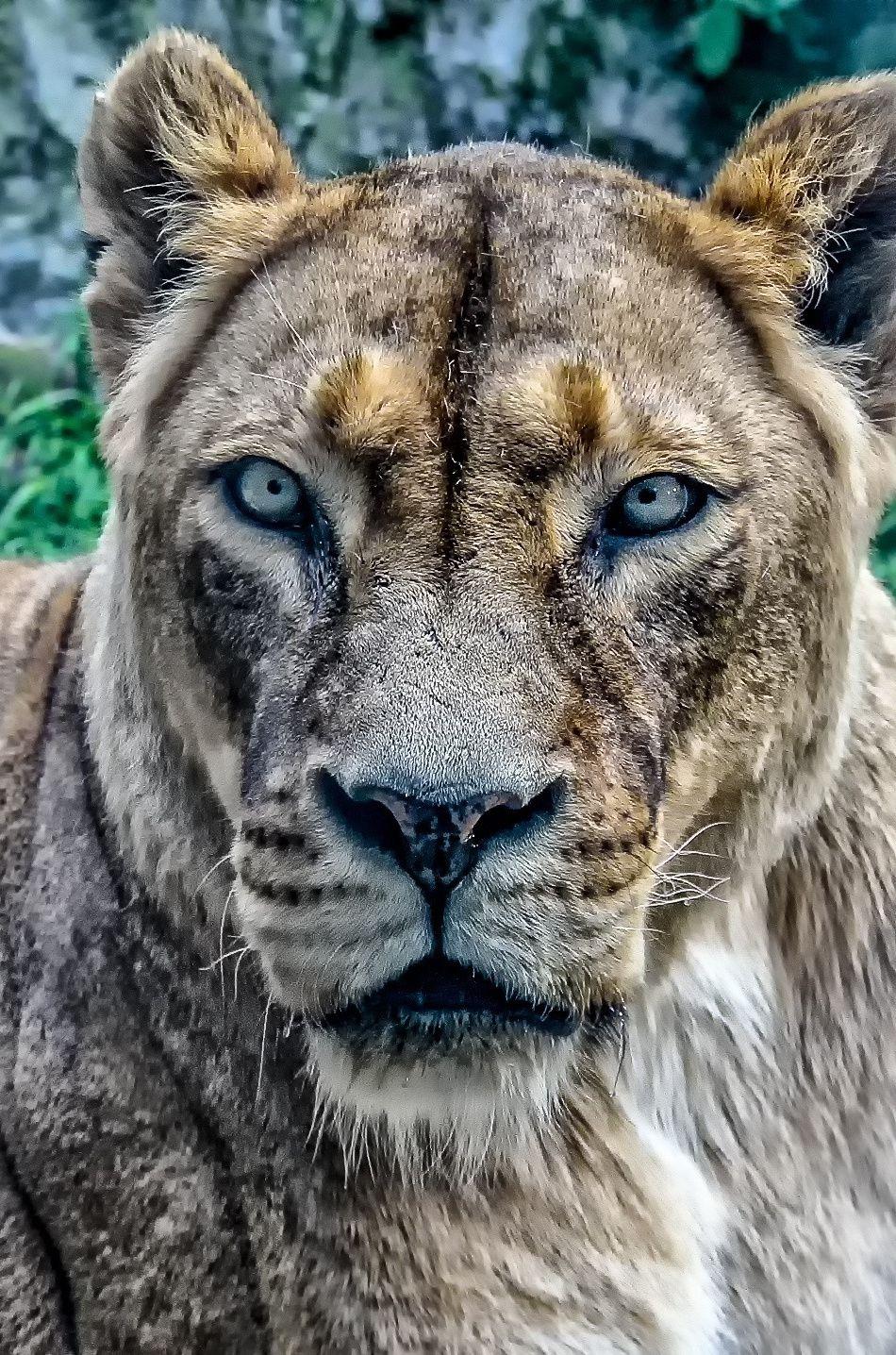 950x1436 Lioness, Predator, Animal, Wallpaper