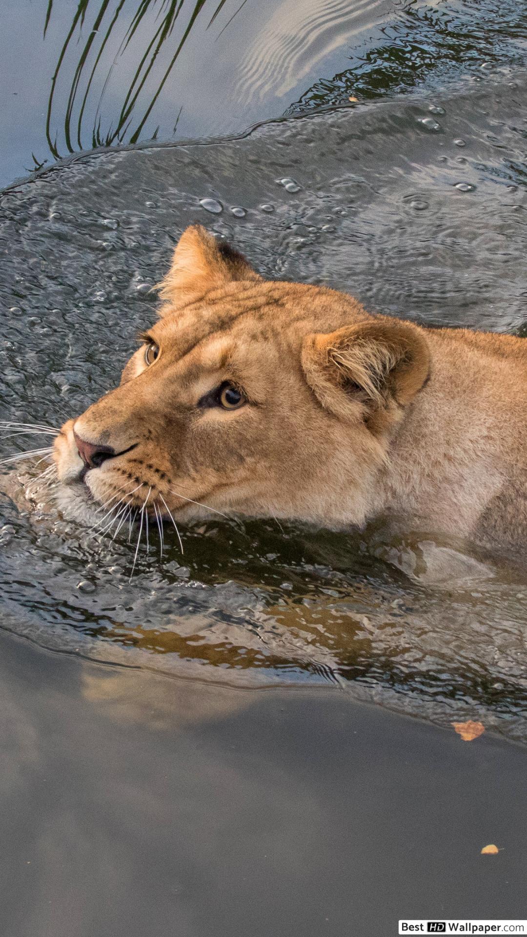 1080x1920 Lioness taking a dip HD wallpaper download