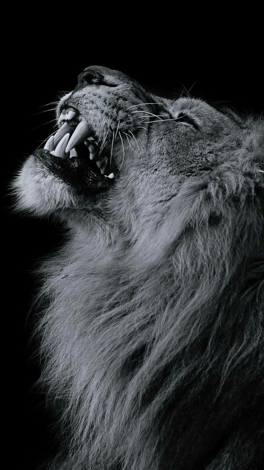 1080x1920 Follow Us On Instagram #marvellouslines #wildwallpaper #lionwallpaper #lion #lioness Wild. Lion wallpaper, Wild animal wallpaper, Lion picture
