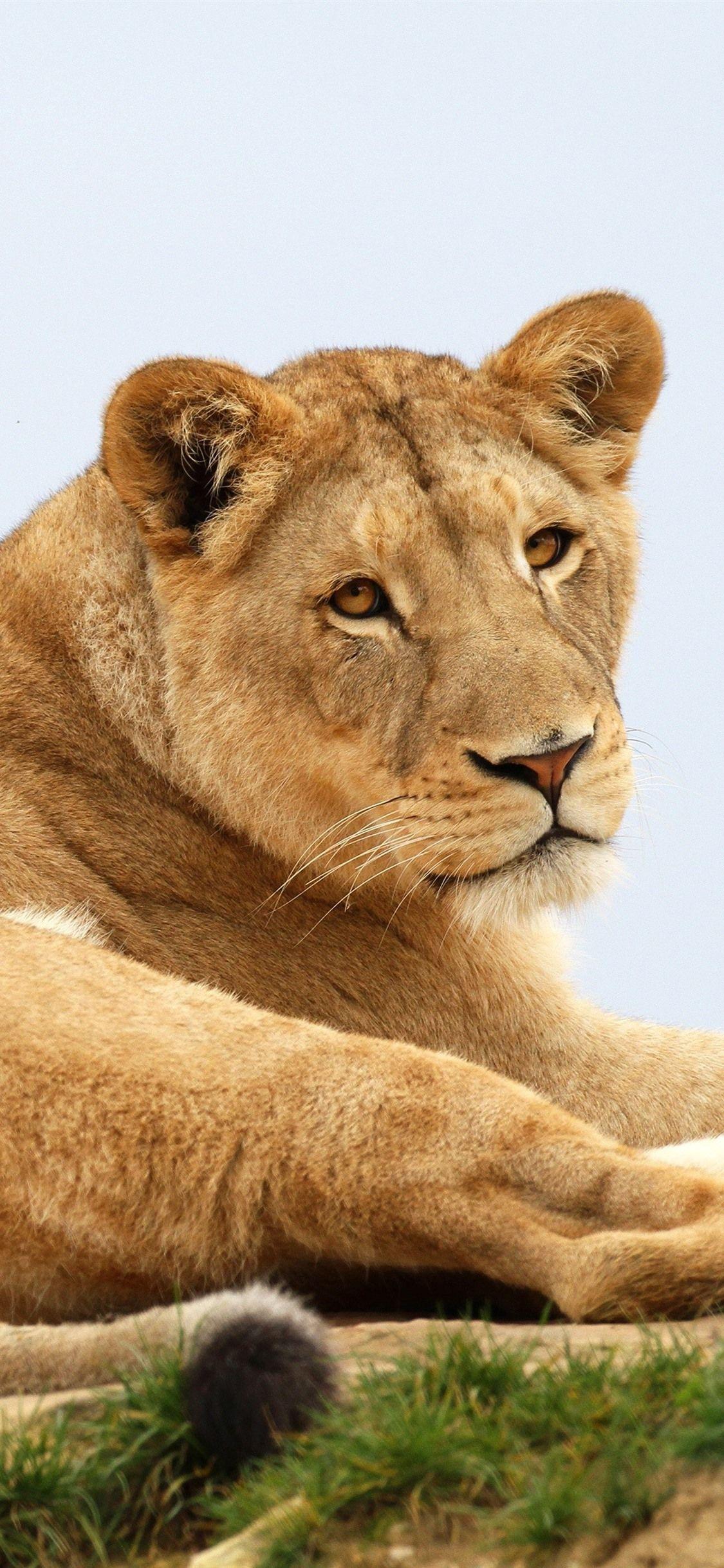 1125x2436 Lioness, Wild Life, Rest, Look Back 1125x2436 IPhone 11 Pro XS X Wallpaper, Background, Picture, Image