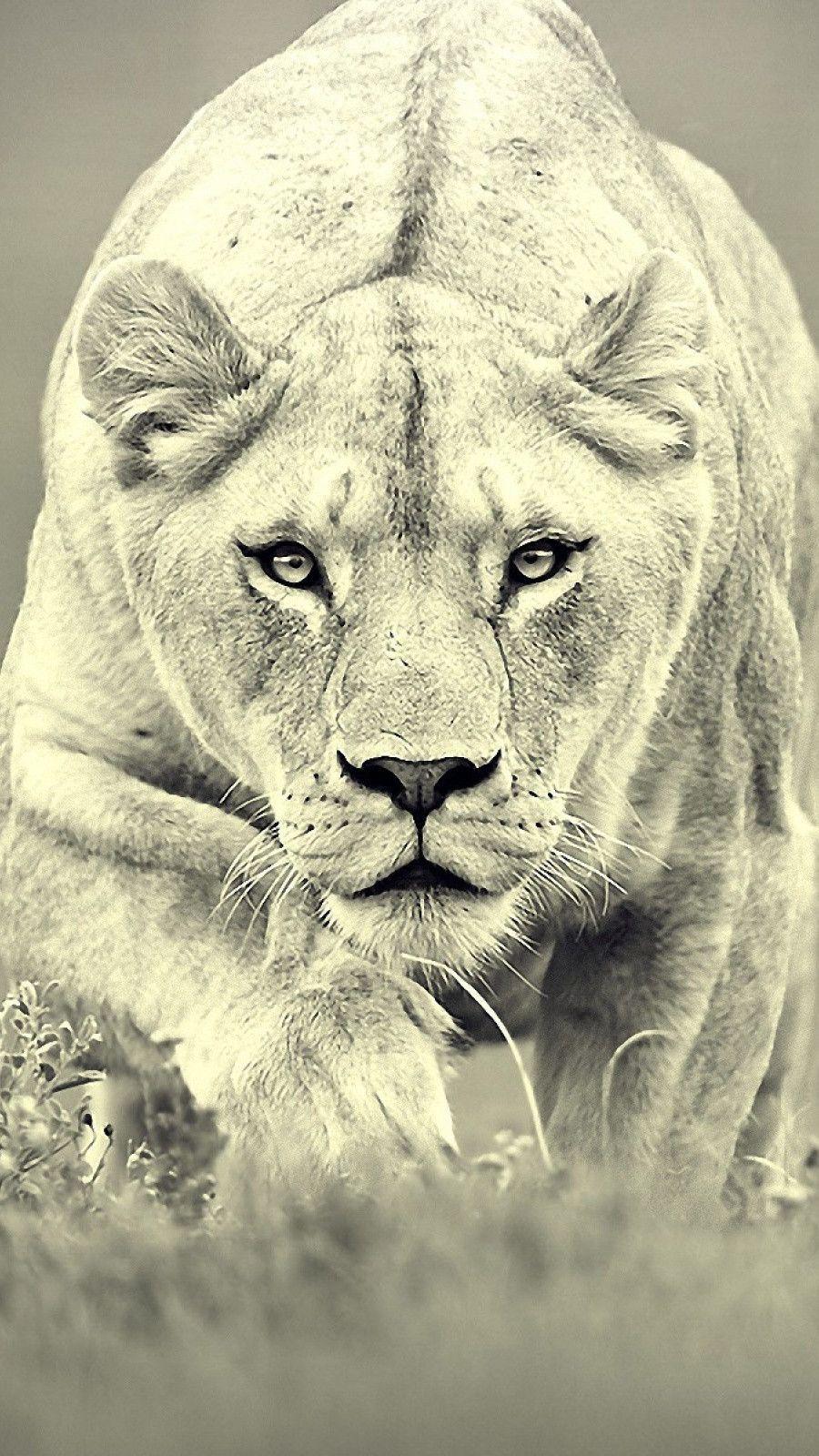 900x1600 Female Lion iPhone Wallpaper. Female lion, Animals beautiful, Feline