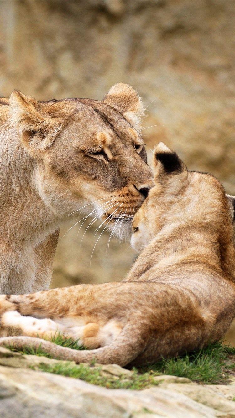 750x1334 Lioness And Lion Cub 1080x1920 IPhone 8 7 6 6S Plus Wallpaper, Background, Picture, Image