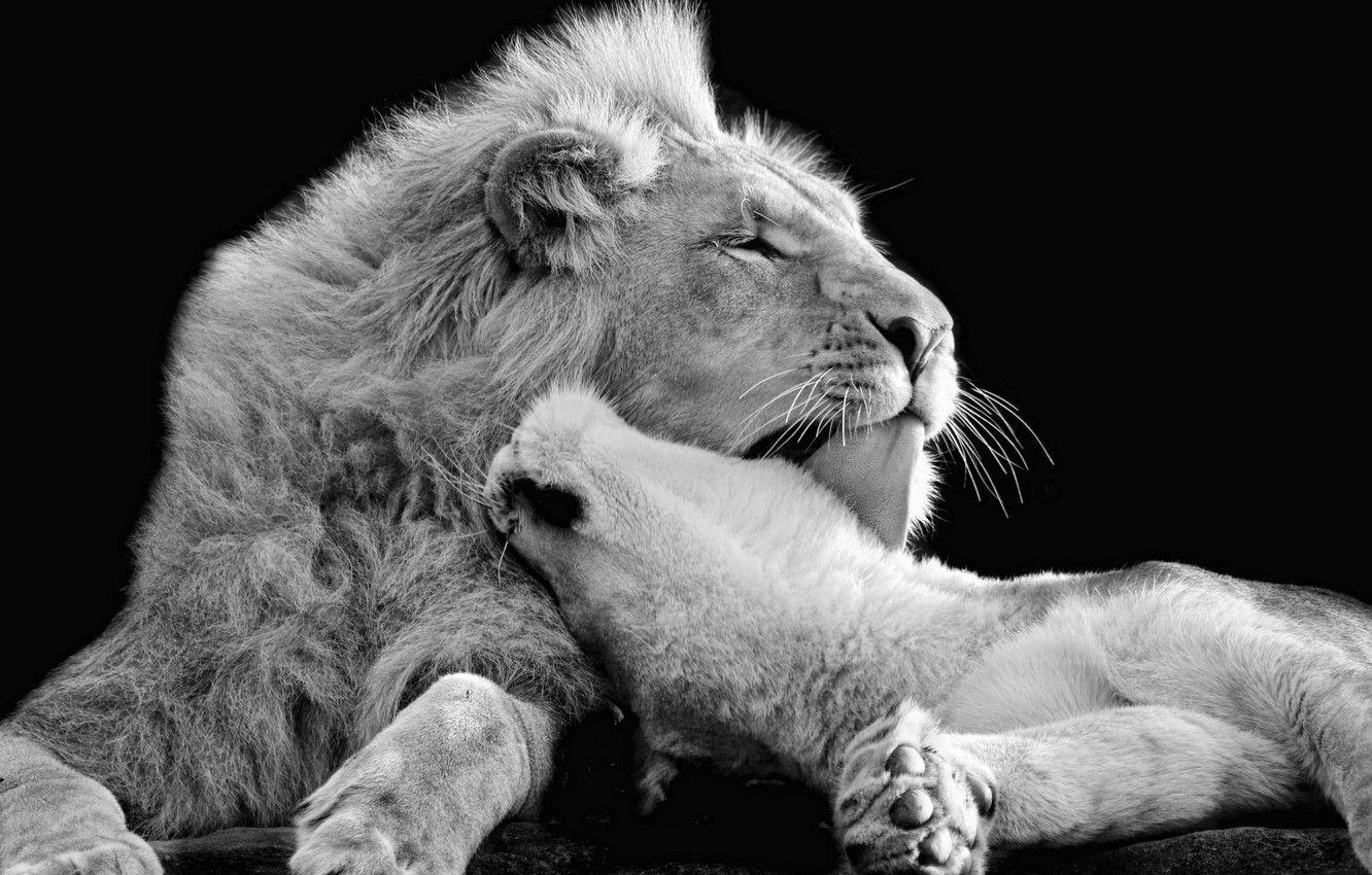 1332x850 Wallpaper love, Leo, black and white, affection, wild cats, lions, lioness, monochrome image for desktop, section кошки