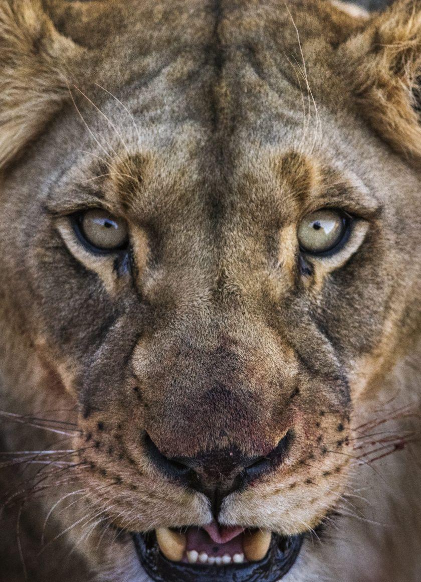 840x1160 Download 840x1160 wallpaper lioness, angry beast, lion, muzzle, iphone iphone 4s, ipod touch, 840x1160 HD image, background, 461