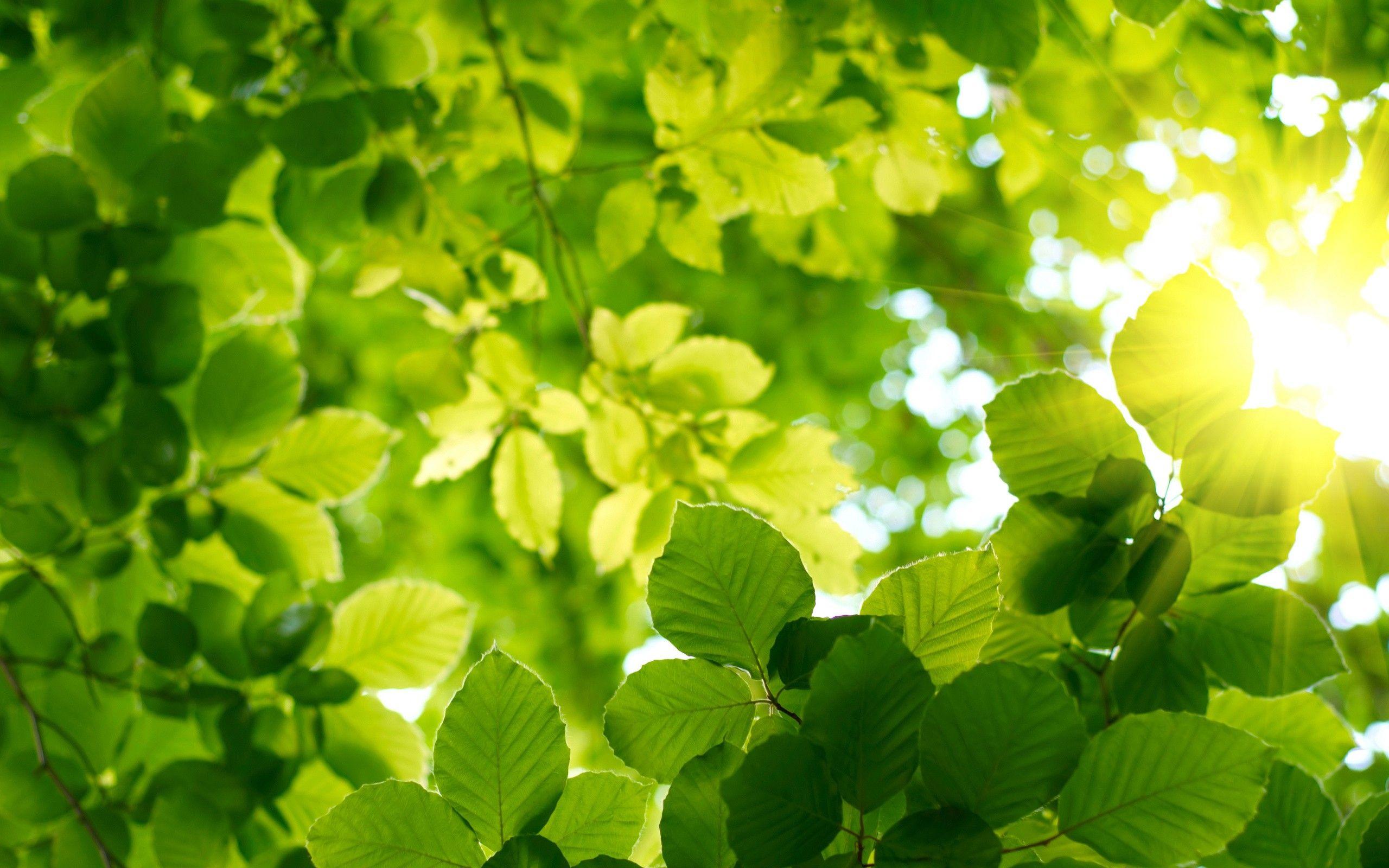 2560x1600 Sun, leaves, bokeh, sunlight, depth .sf.co.ua
