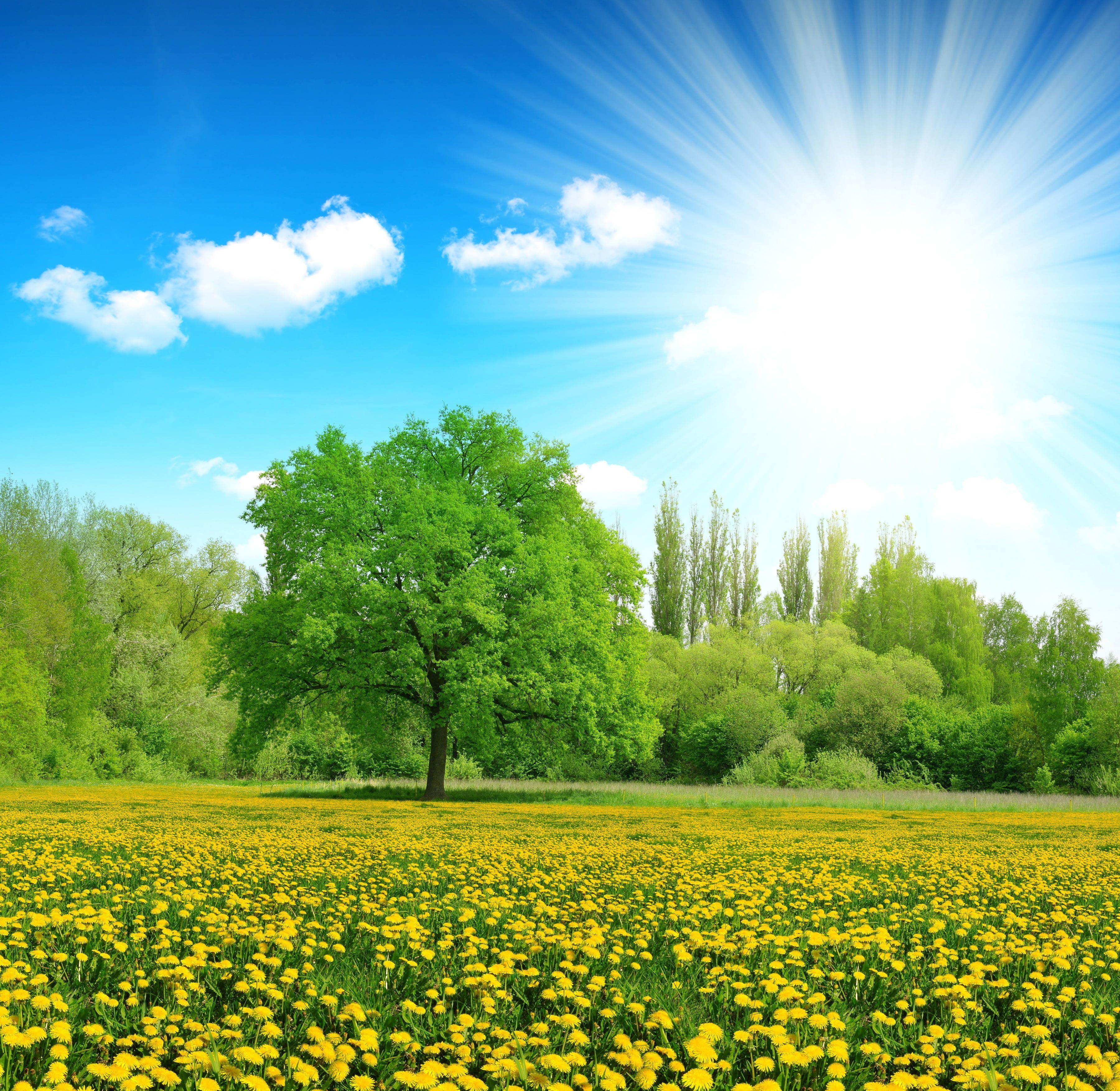 3600x3507 green tree #greens #summer the sky the sun #clouds #rays #trees #flowers #glade #yellow #dande. HD nature wallpaper, Beautiful nature, Beautiful nature wallpaper