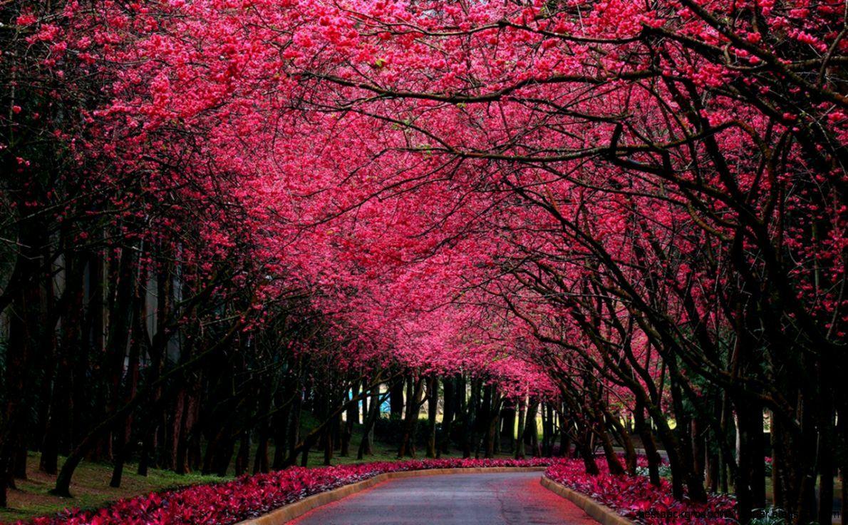 1190x736 Evolution Wallpaper: Free Beautiful Wallpaper For Desktop Download