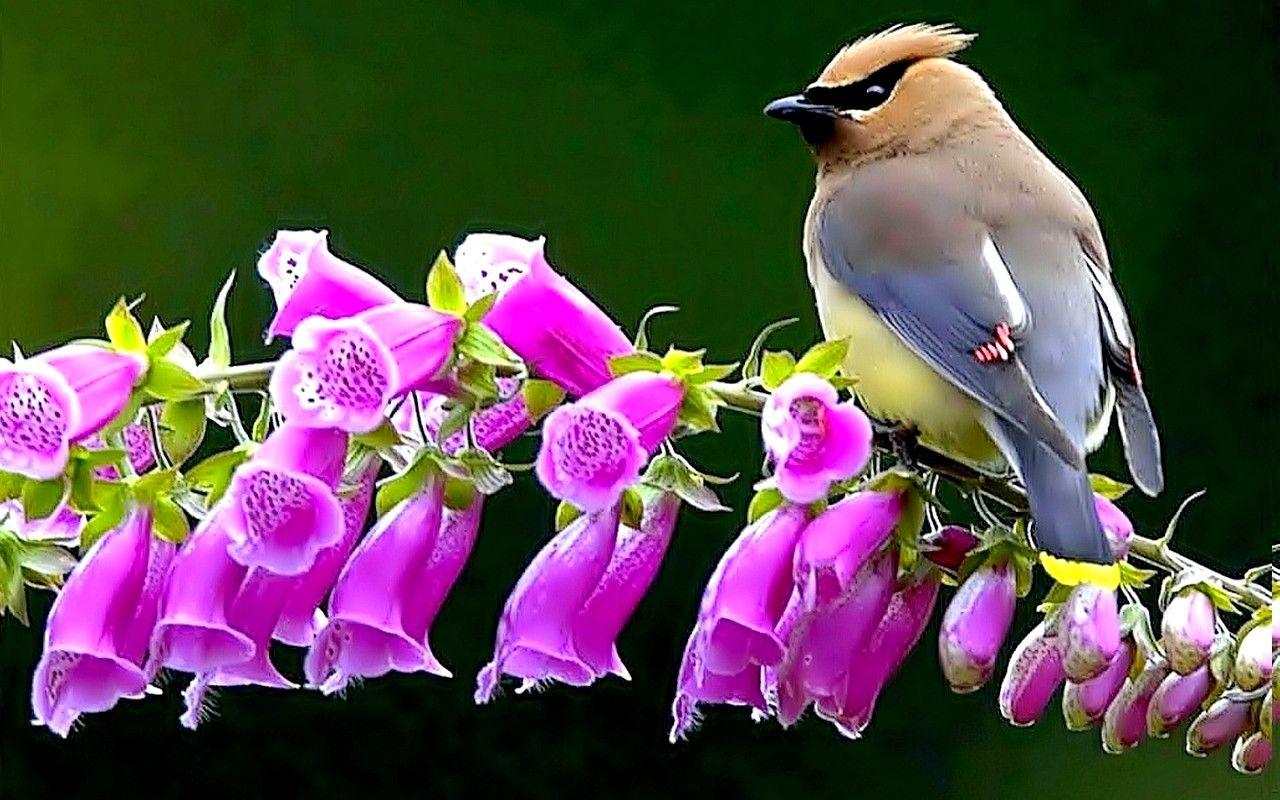 1280x800 Wallpaper Tagged With Bohemian: Spring Branch Waxwing Flower