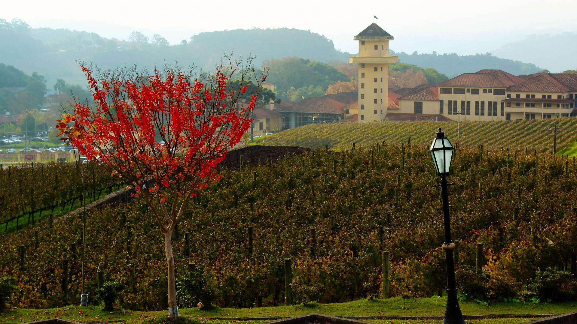 1920x1080 Farm Winery Wood Vineyard [1920x1080]