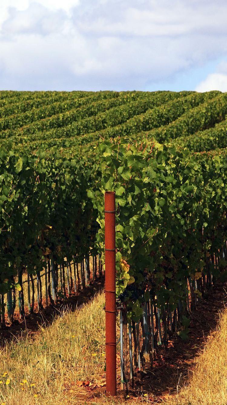 750x1334 wine #vines #vineyard #beautiful #hdwallpaper #highdefinition #wallpaper #iphonewallpaper #androidwallpaper #phonewallpaper #pi. Nature, Phone wallpaper, Vinyard