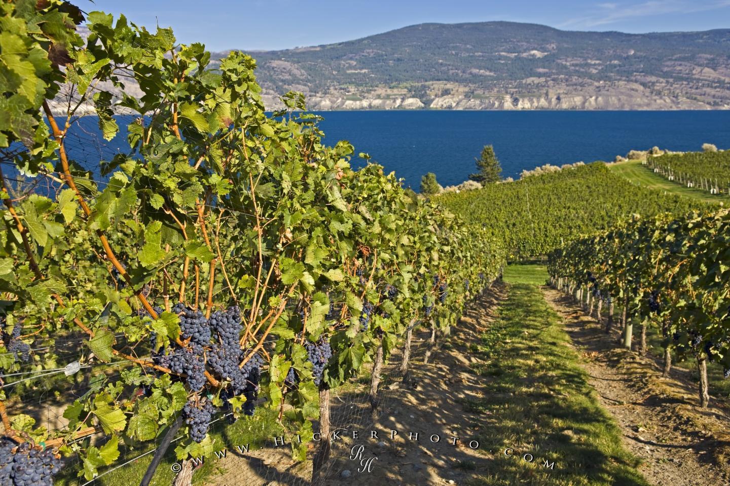 1440x959 Okanagan Vineyard Wallpaper