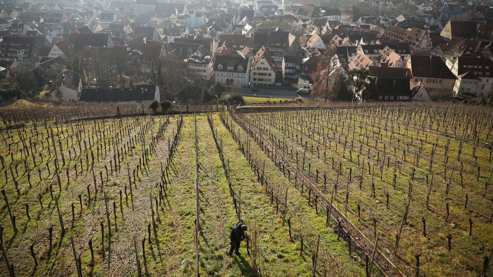 1600x900 Warming Winter (Almost) Cuts Off a Sweet Wine Tradition in Germany
